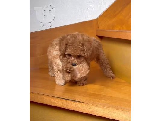 Free Poodle puppies